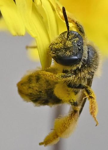 Réf. 357 057 : Andrena hesperia